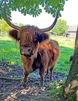 Schottisches Hochlandrind Ellershof