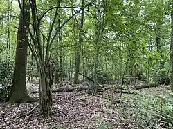 Erlen-Bruchwald im Naturschutzgebiet Spörkelnbruch (Hilden)