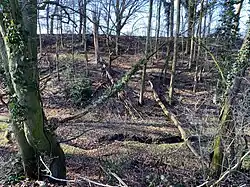 Totholz im Mauerbachtal