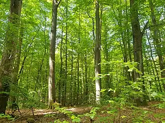 Blick in das Waldgebiet Zeller Forst-West