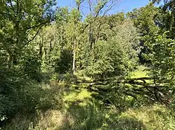 Totholz im Erlenauwald