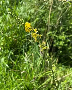 Kleiner Odermennig im NSG