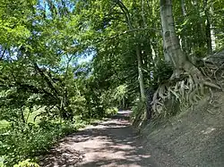 Buchenwurzelwerk am östl. Steilhang