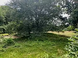 Dünen – teilweise bewaldet – am Wahler Berg