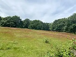 offene Heidefläche am Wahler Berg