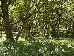 Bewaldeter Südteil der Binnendüne Wahler Berg