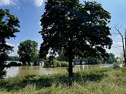 Rhein-Hochwasser