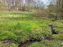 Sumpfwiese in der Aue des Marscheider Baches