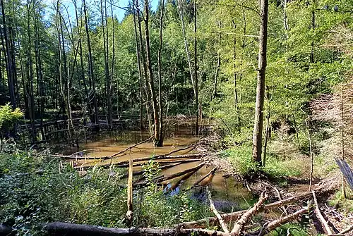 Holzschlag im Omerbach
