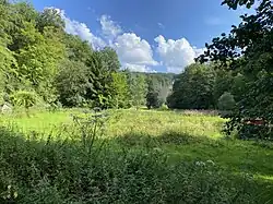 Hochstaudenflur in der Aue des Puder Bachtales bei Großkatern