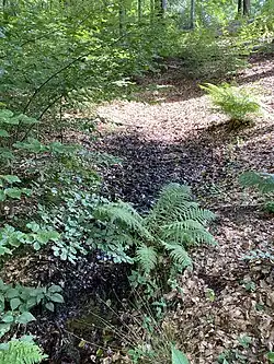 Quelle im Buchenwald im NSG