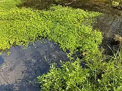 Wechselblättriges Milzkraut im Feuchtbiotop