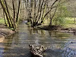 Gelpe im Erlen-Auwald