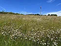 Margeriten-Wiese am Nordhang