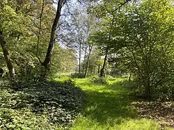 Lichtung mit Feuchtwiese und Graben