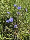 Gewöhnliche Wegwarte (Cichorium intybus) am Rheinufer