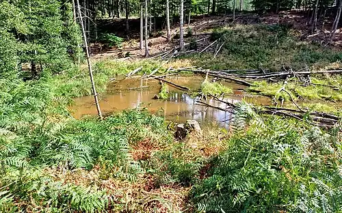 Biberbiss Spießsiefen