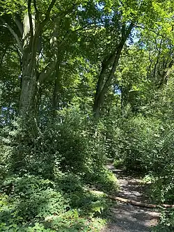 Wanderweg bei Kaiserhaus im Buchenwald mit Stechpalmen-Unterholz