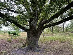 Alte Stieleiche auf der Nordseite