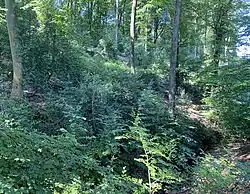 Kerbtal des Burgsiefens