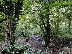 Erlen-Auwald im oberen Stinderbachtal
