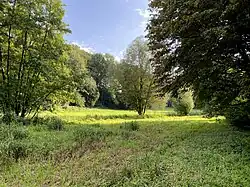 Aue im westlichen Bereich des NSG