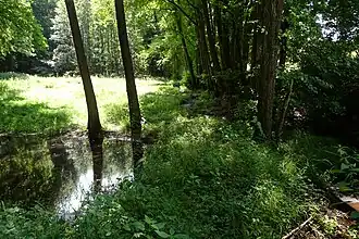 Der Rohrbach im Naturschutzgebiet (2021)