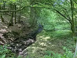 Buchen-Eichenwälder am Mittellauf
