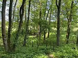 Quellbereich der Fastenbecke südl. Winterberg (Schwelm)