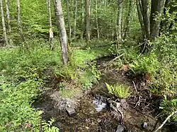 Mäandernder Tenter Bach