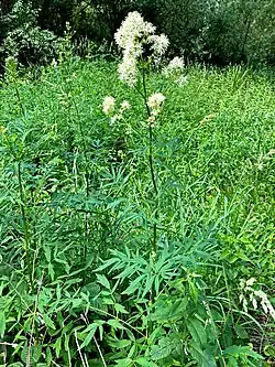 Die seltene Gelbe Wiesenraute – im NSG heimisch