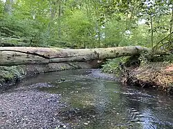 Naturnaher Rinderbach bei Heiligenhaus