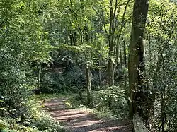 Bewaldeter Hang südl. Isenbügeler Kopf