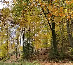 Steilhänge des Marscheider Wald – Refugium der seltenen Schlingnatter