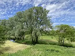 Düsselaue südl. Hahnenfurth