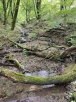 Oberheidter Bach im NSG (W-022)