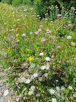 Pflanzen am Wegesrand