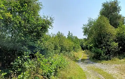 Waldweg im Venn