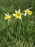 Gelbe Narzisse, Osterglocke, auch Märzenbecher (2) (Narcissus pseudonarcissus) (in tieferen Lagen Mitteleuropas während dieses Monats blühend)