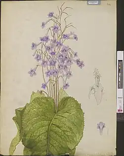 Streptocarpis grandis