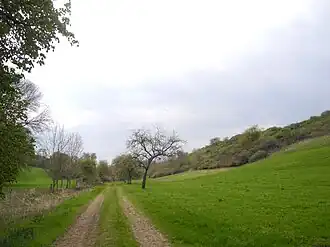 Blick vom Mäusegrund: rechts die ehemals ungesicherte Abbruchkante der Wallburg