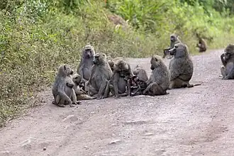 Anubispaviane (Papio anubis) im Arusha-Nationalpark