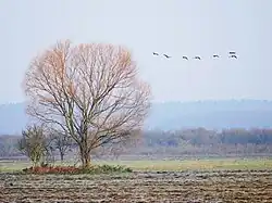 Sieben Wildgänse über kahlem Baum im Anflug