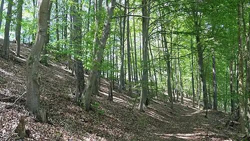 Waldbereich am Rundweg im südöstlichen Teil