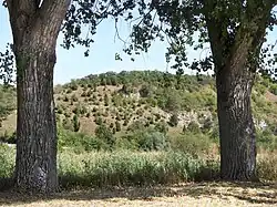 Trockenrasenfläche mit Wacholderbeständen im westlichen Bereich des Weinbergs.