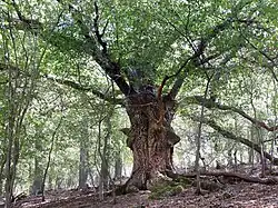 Hutebaum am Hang des Fürstensteins.