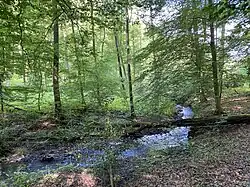 Erlen begleiten den Käsbach