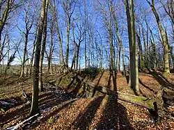 Totholz erfüllt wichtige Funktionen