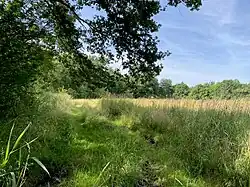 Südwestl. Bereich an der L 288 / A3 – links grenzt feuchter Moorbirken-/Erlenwald an