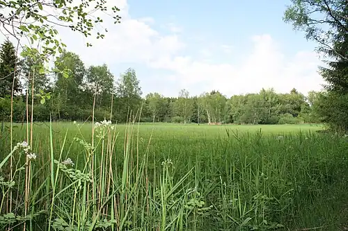Das Naturschutzgebiet Wasenmoos im Frühsommer